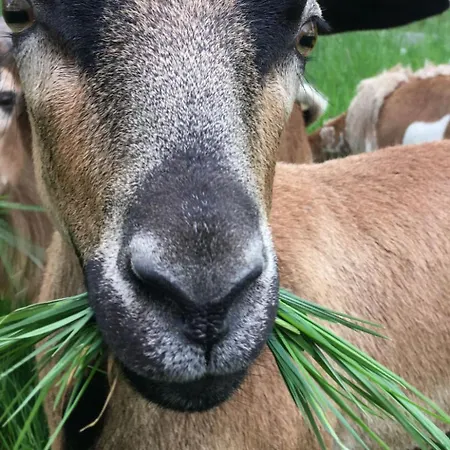 Casa vacanze Kellerstoeckl Am Veganen Bio-lebenshof - Varm - The Vegan Farm By Interhome *