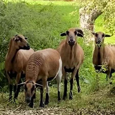 Kellerstoeckl Am Veganen Bio-lebenshof - Varm - The Vegan Farm By Interhome Casa vacanze Sankt Martin im Sulmtal
